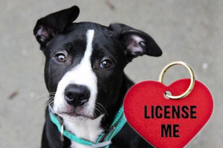 somerset county pa duplicate dog license